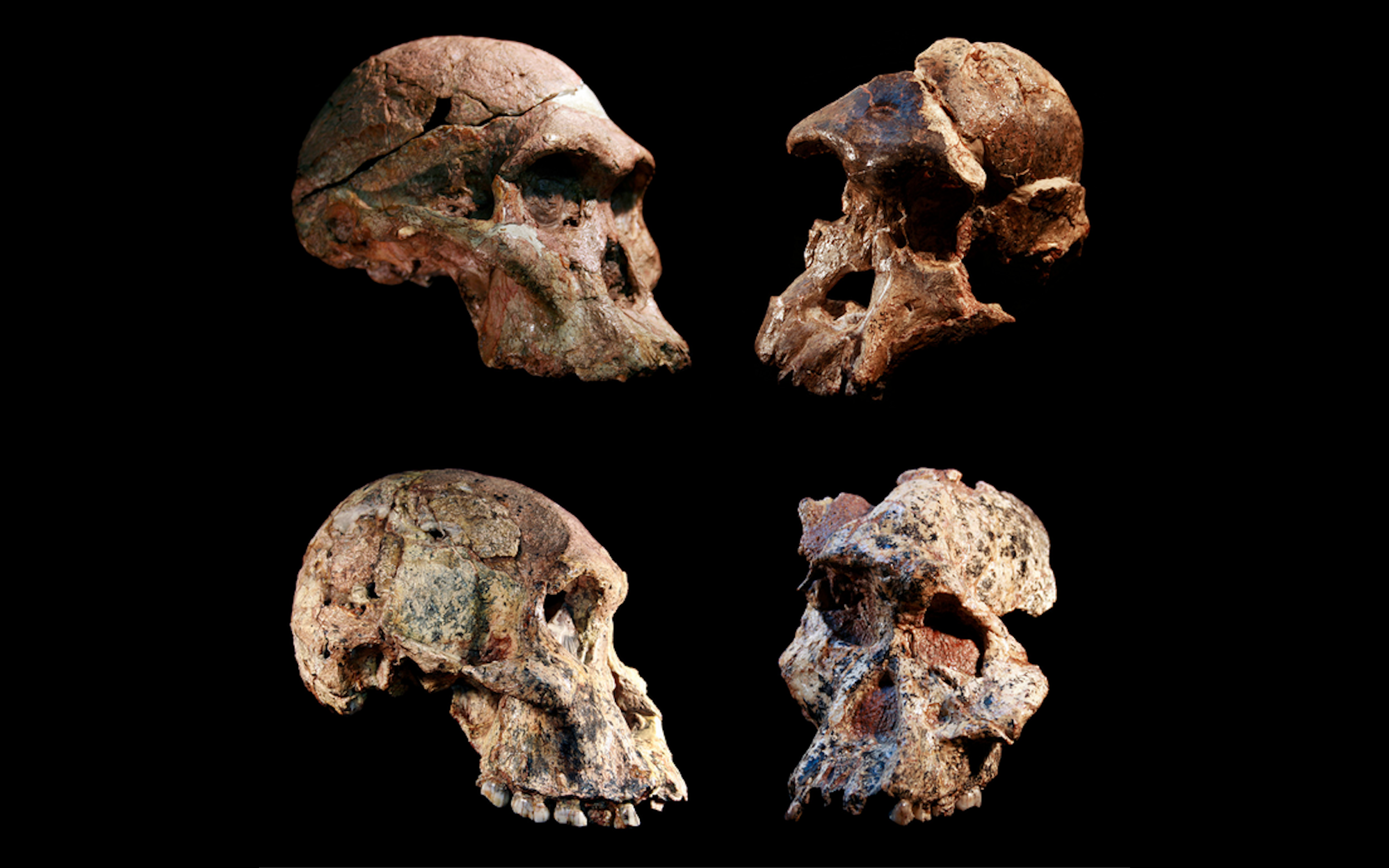 ‘Cradle of Humankind’ Fossils Are 1 Million Years Older Than We Thought, Scientists Say