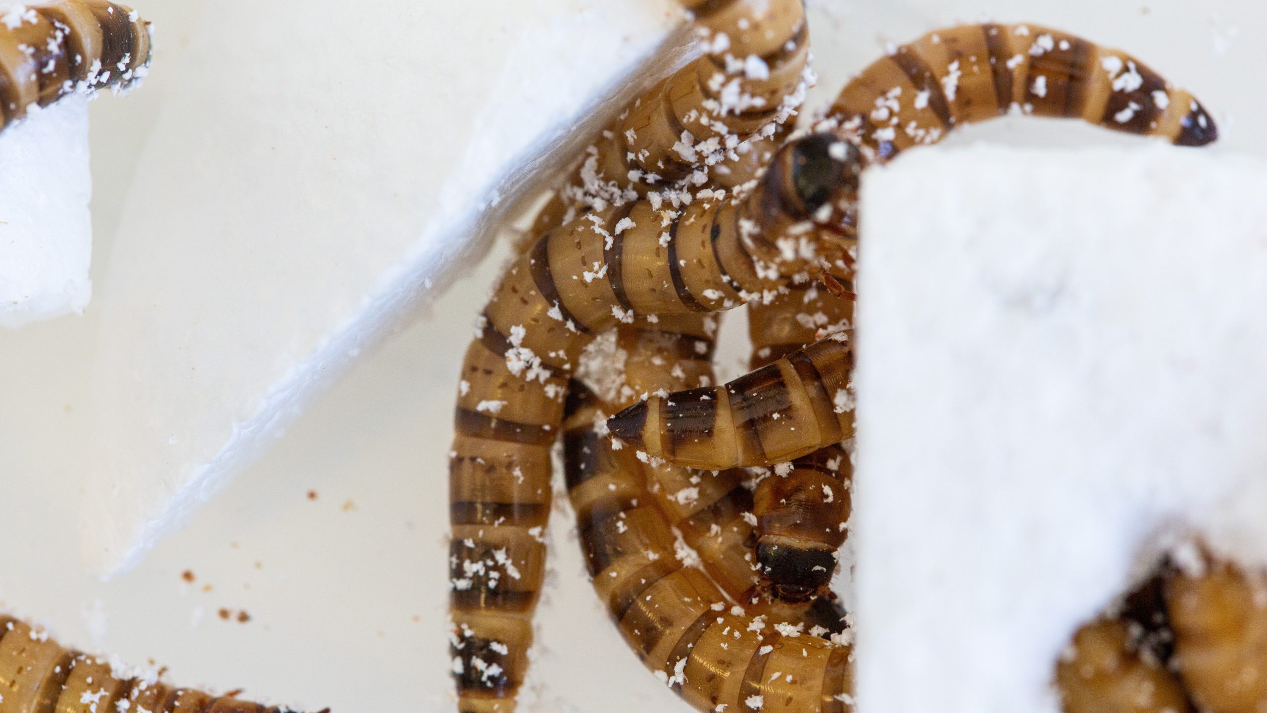 ‘Superworms’ Eat–and Survive on–Polystyrene