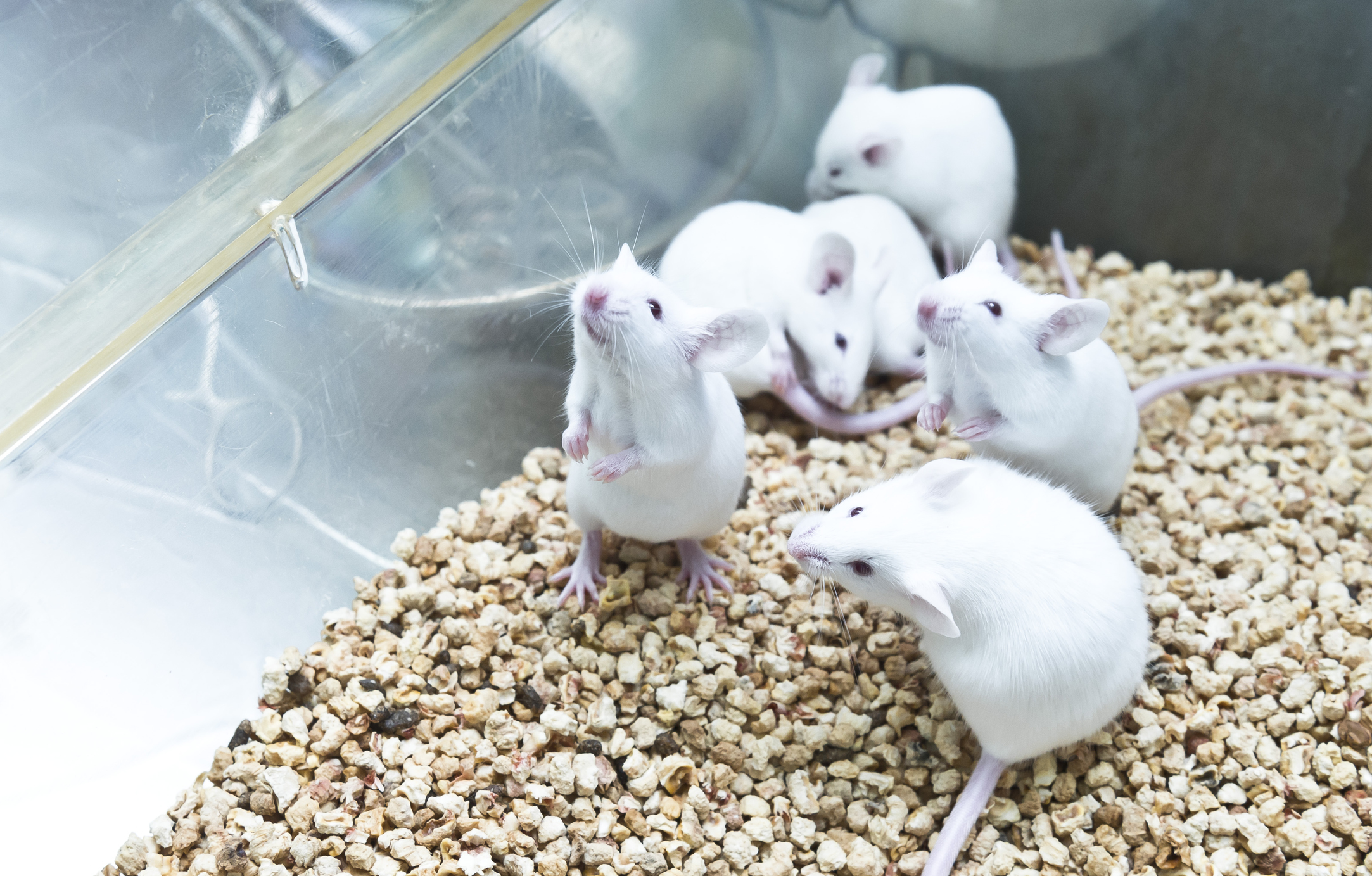 Scientists Used Genetic Engineering to Change How High Cocaine Got Mice In Study